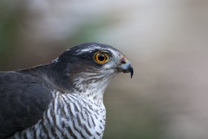 Sparrowhawk close-up