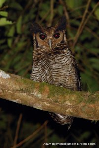 Fraser's Eagle Owl