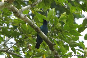 Blue Cuckooshrike