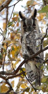 Long-eared Owl - awake