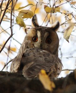 Long-eared Owl - curious