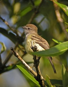 Northern Scrub-Flycatcher