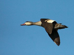 Red-billed Teal