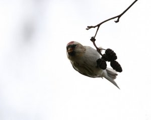 Coue`s Artic Redpoll