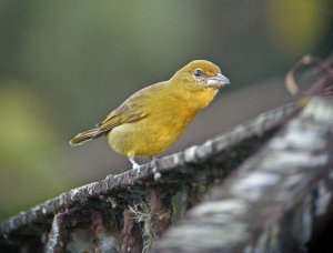 Hepatic Tanager