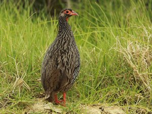 Red-necked Spurfowl