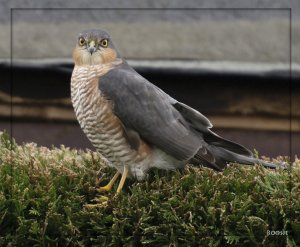 Eurasian Sparrowhawk