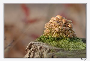 Hypholoma fasciculare