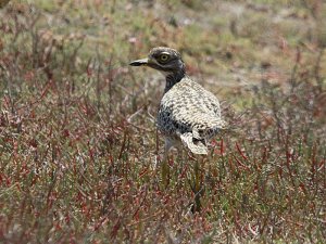 Spotted Thick-Knee