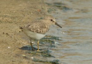 Temminck's Stint