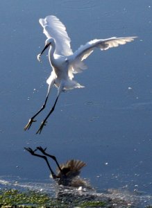 Snowy Egret fishing