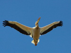 White Pelican