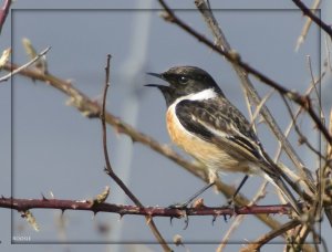 Stonechat