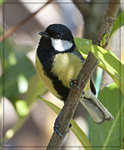 Great Tit