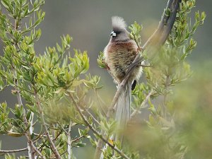 White-backed Mousebird