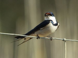 White-throated Swallow