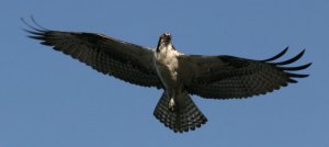 Osprey In Flight