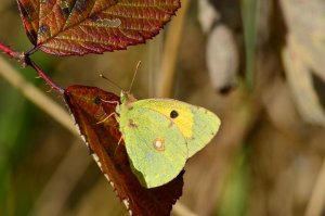 pale clouded yellow butterfly