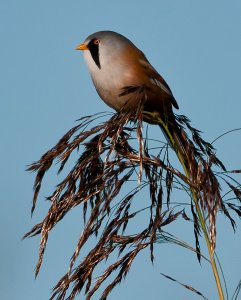 Bearded Tit