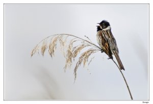 Reed Bunting