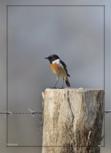 Stonechat