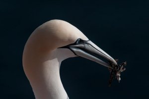 Gannet