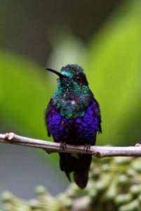 GREEN-CROWNED WOODNYMPH