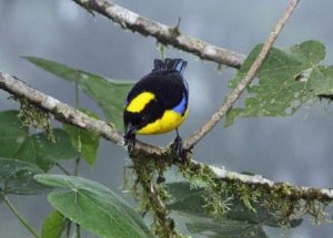 Blue-Winged Mountain-Tanager