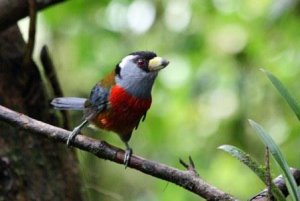 TOUCAN BARBET