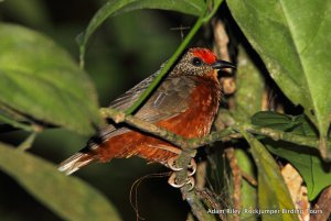 Red-fronted Antpecker