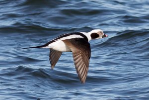 Long-Tailed Duck