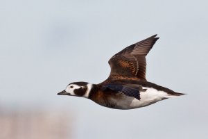 Long-tailed Duck, Female