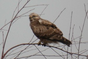 Rough-legged Buzzard