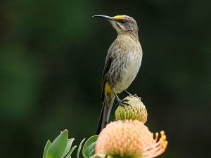 female Cape Sugarbird