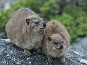 Rock Hyrax