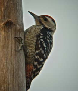 Fulvous-breasted Woodpecker