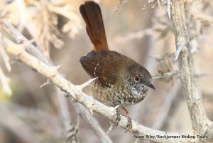 Barred Wren Warbler