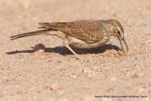 Benguela Long-billed Lark