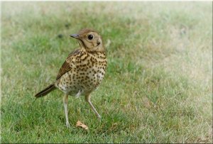 Thrush