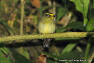 Yellow-bellied Chat-tyrant