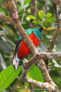 White-tipped Quetzal