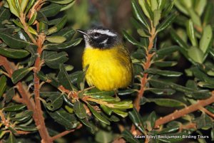 Santa Marta Warbler