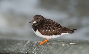 Another Turnstone