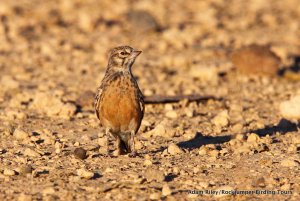 Sclater's Lark