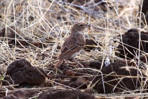 Williams's Lark