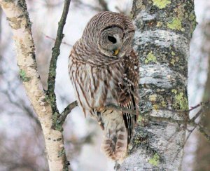 Barred Owl