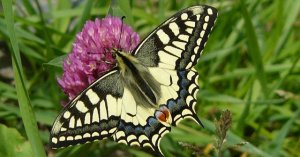 Swallowtail