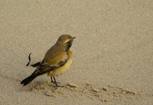 Desert Wheatear