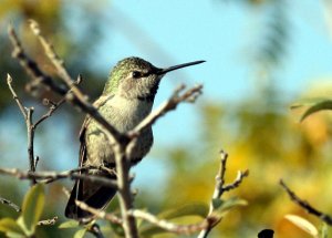 Anna's Hummingbird