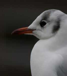 Black headed gull